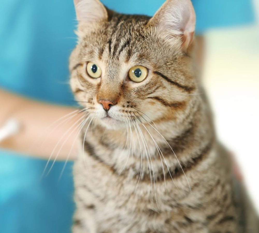 a cat in vet clinic