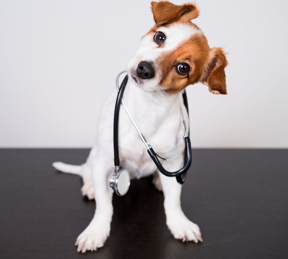 a dog with a stethoscope around its neck