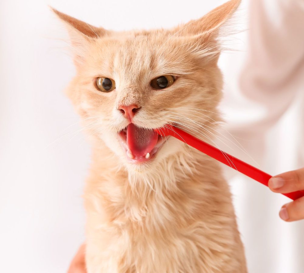 a hand brushing a cat's teeth