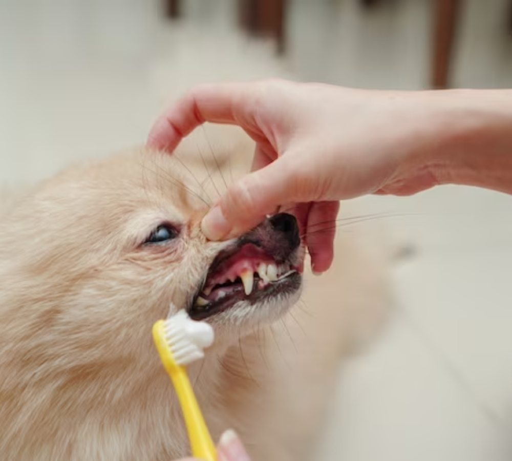 a hand brushing a dog's teeth