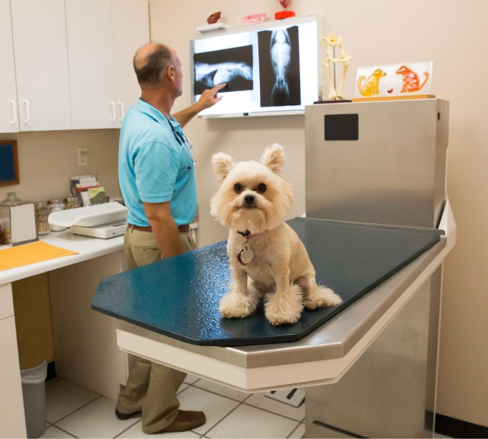 veterinarian in work looking at a dog x-ray